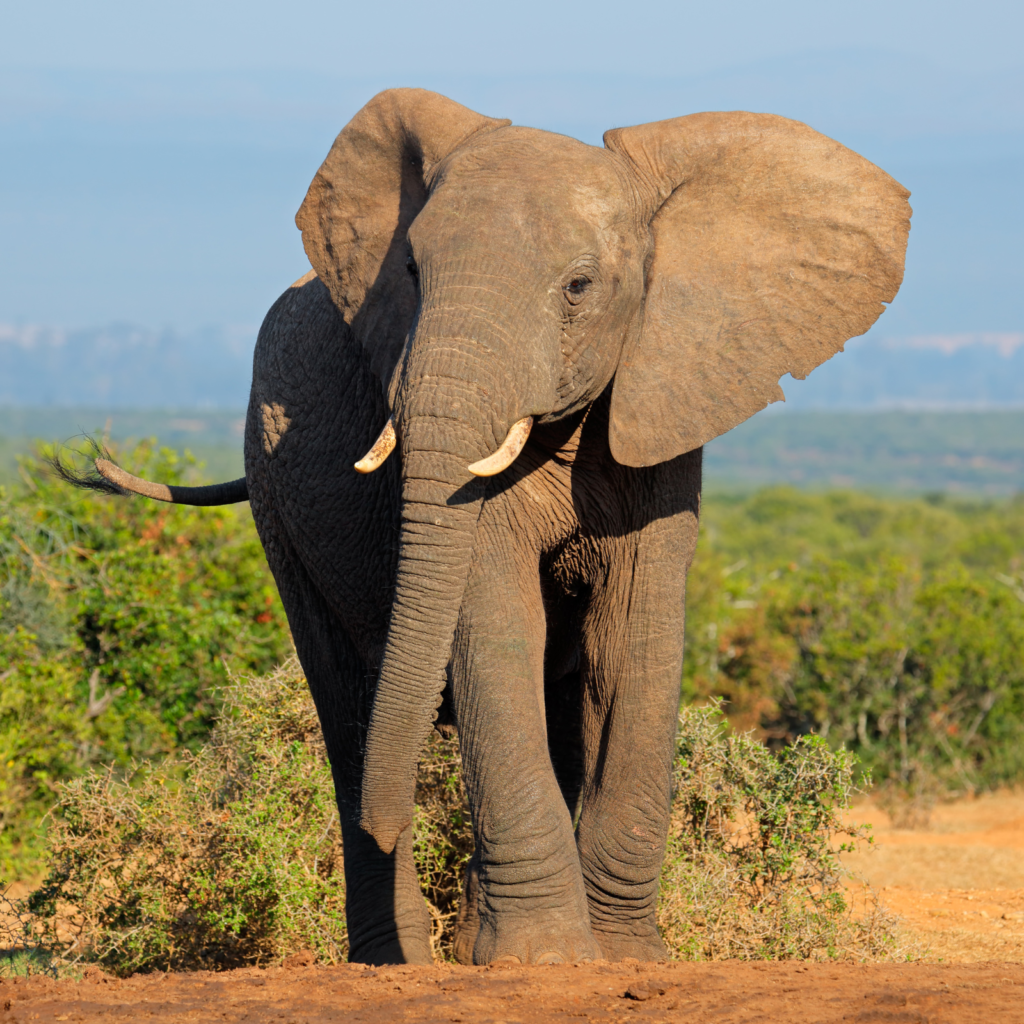 ELEPHANT WILDLIFE. Travel to Ghana. Traveling to Ghana.