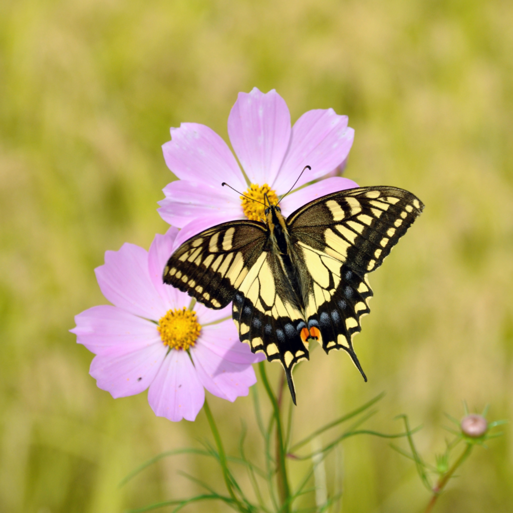 butterflies wildlife. Travel to Ghana. Traveling to Ghana.