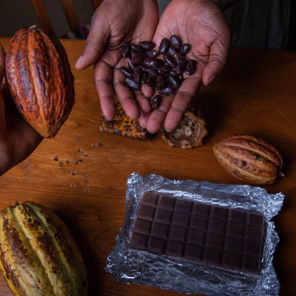 Cocoa Farm to Factory