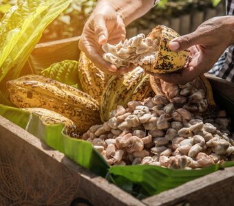 cocoa farm to factory